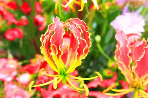 The 25 Rarest Flowers in the World .